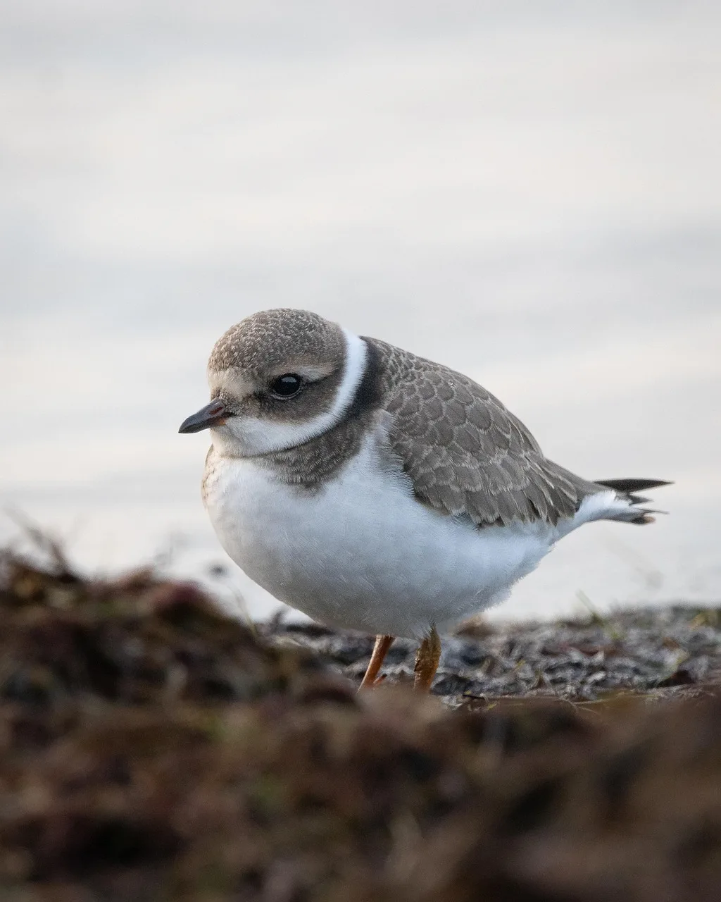 Kumsalda plover kuşu fotoğrafı - doğa ve fauna