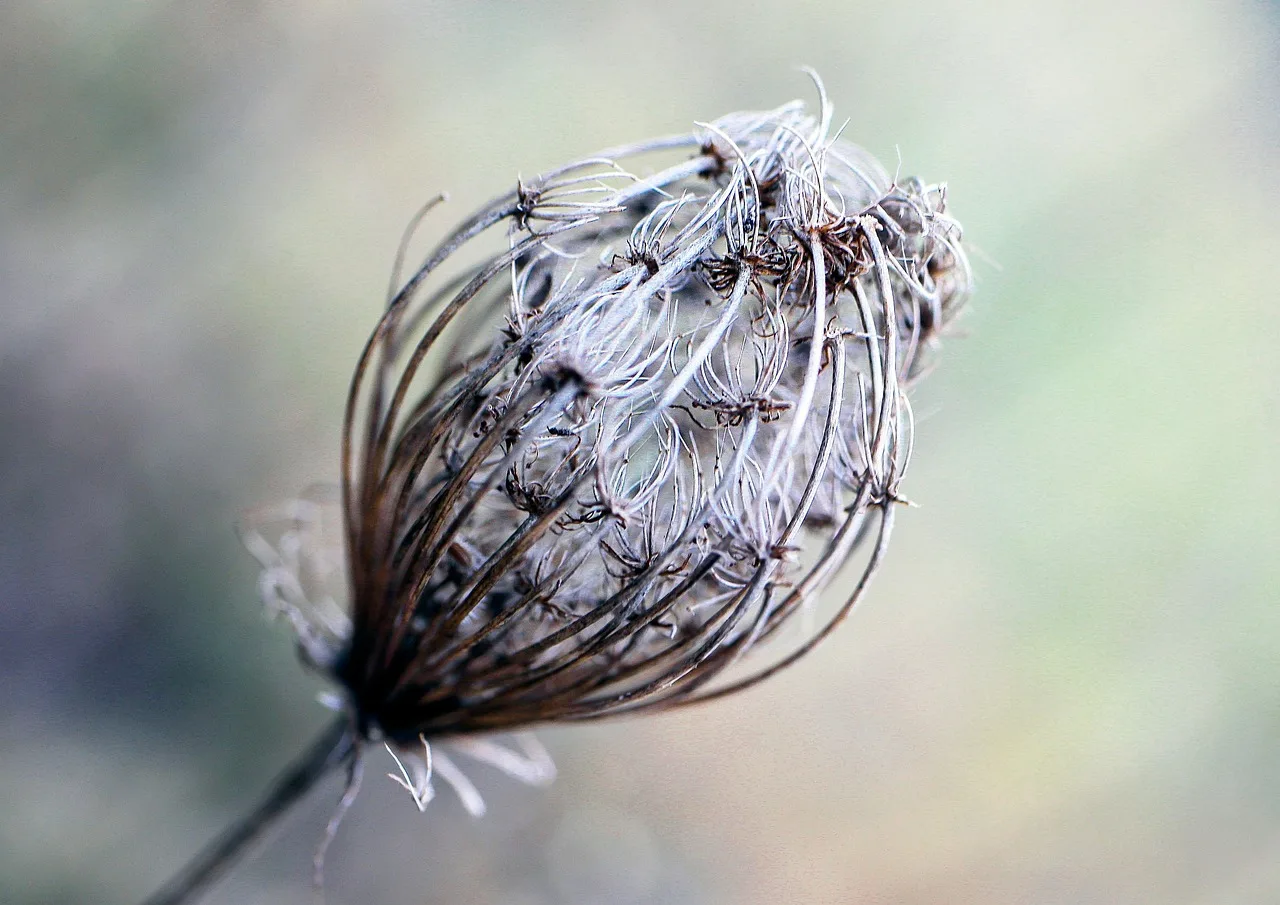 Kuru tohumlar ve sonbahar doğası - bokeh arka plan