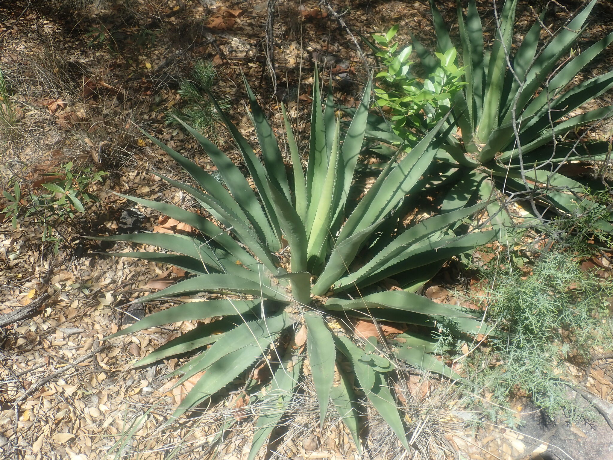 Kuru ve güneşli kırsal alanda büyük yapraklı agave bitkisi görüntüsü