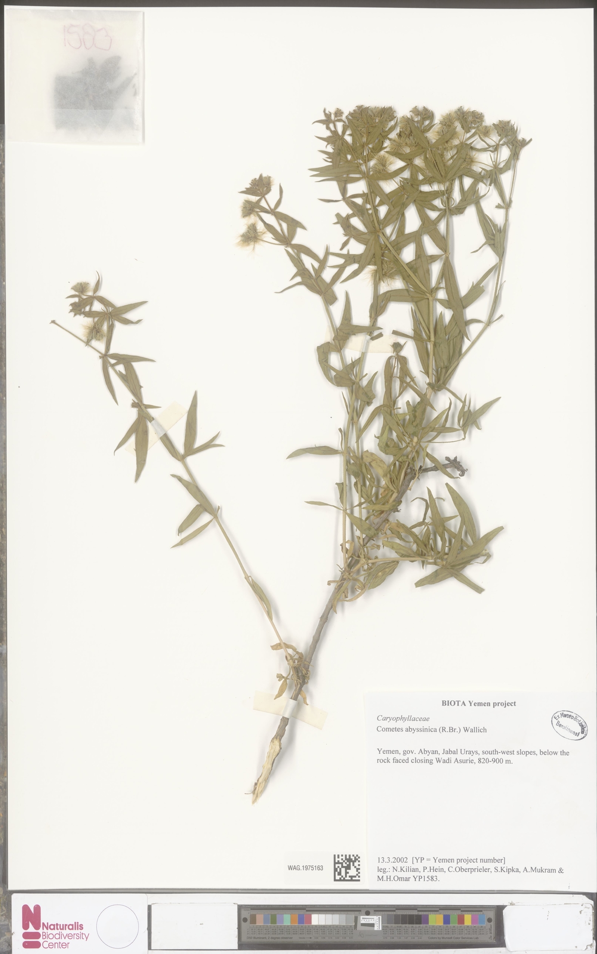 Kurutulmuş Bitki Herbarium Örneği: Cometes abyssinica Botanik Koleksiyonu