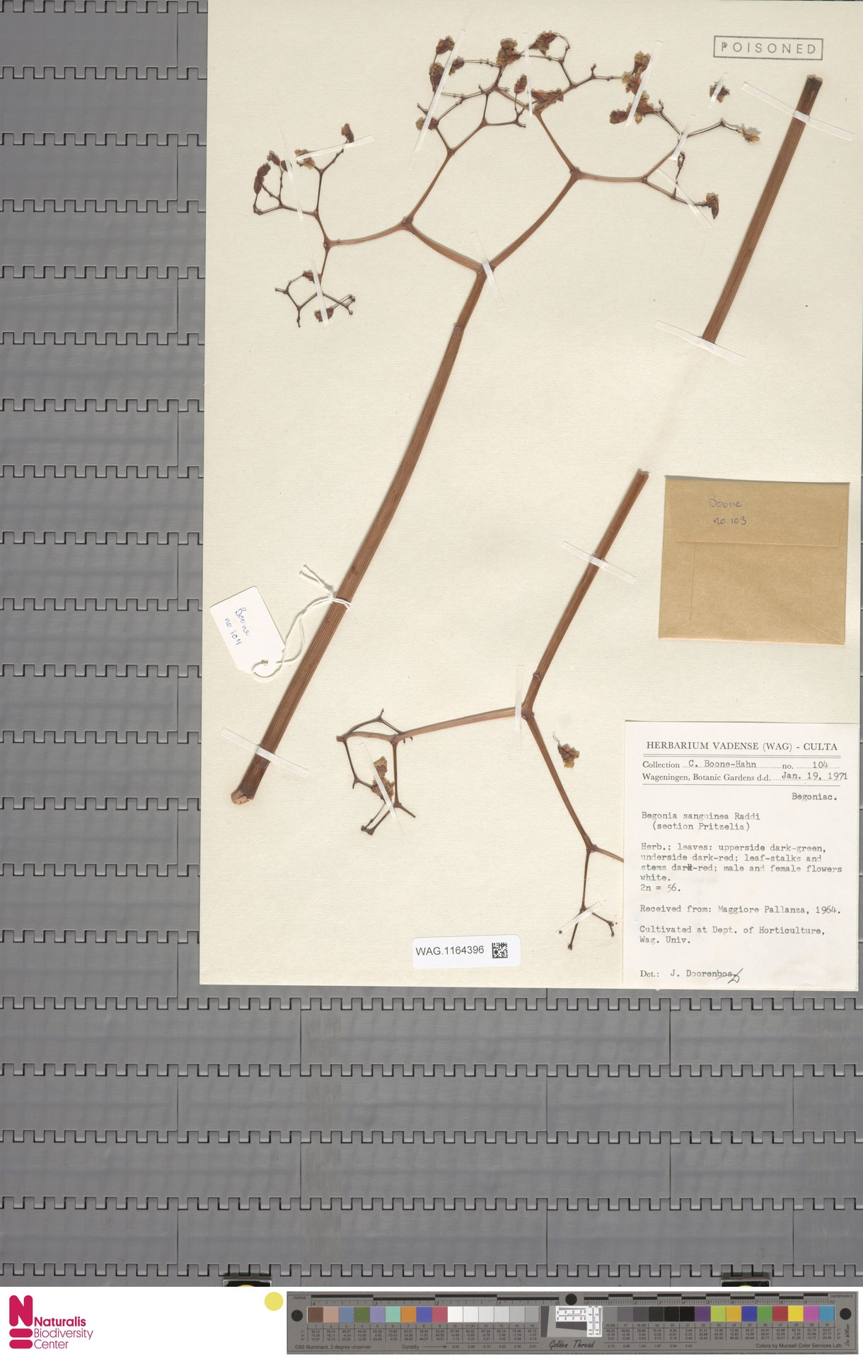 Kurutulmuş Bitki Herbarium Örneği ve Zehirli Botanik Koleksiyon Detayları
