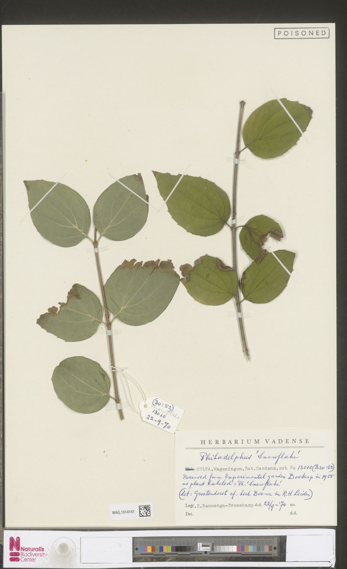 Kurutulmuş Bitki Örneği: Herbarium Vadense Bilimsel Botanik Koleksiyonu