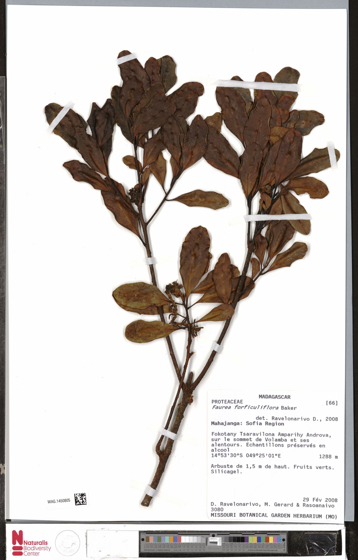 Kurutulmuş Bitki Örneği: Missouri Botanik Bahçesi Herbarium Koleksiyonu