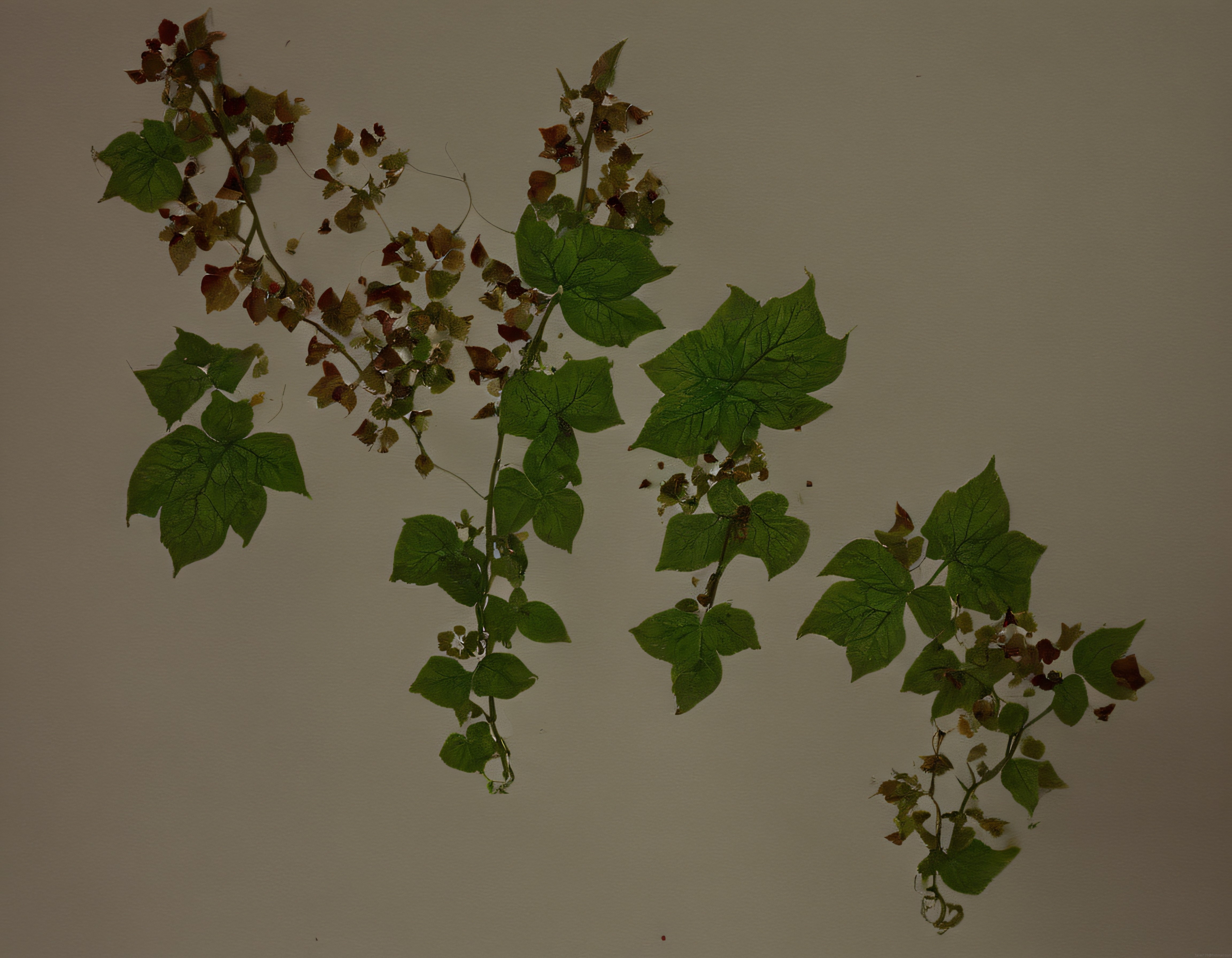 Kurutulmuş Bitki Örnekleri ve Klasik Herbarium Koleksiyonu Detay Görüntüsü
