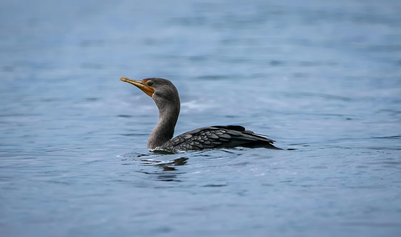 Kuş cormorant göl kenarında suyun yansıması