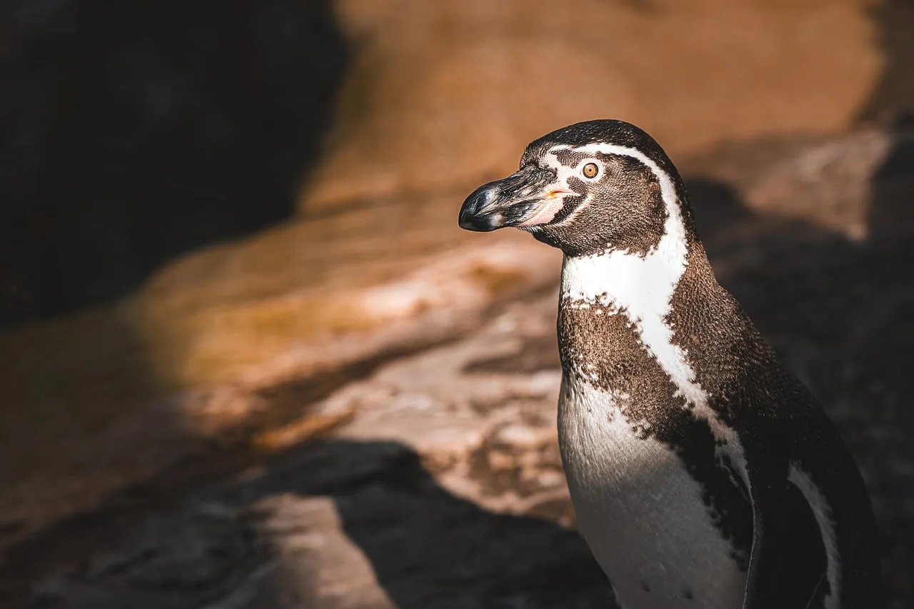 Kutup pengueninin buzlu doğa portresi - kış manzarası
