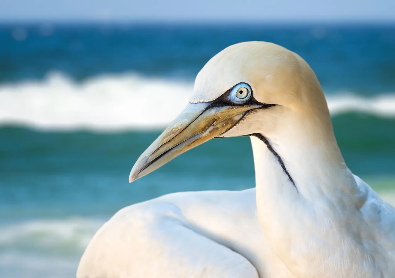 Kuzey deniz kuşu – gannet sahilde