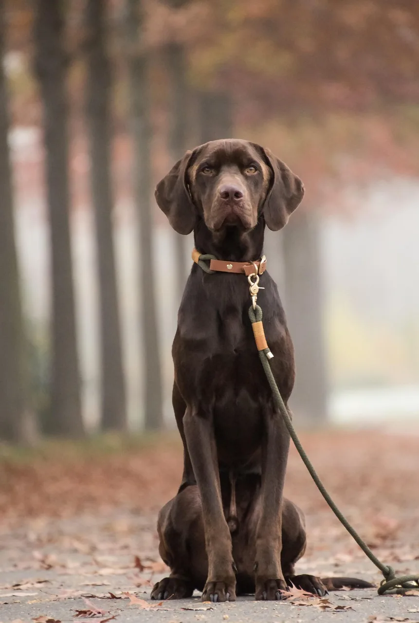 Labrador köpeği doğada tasmalı yürüyüş portresi