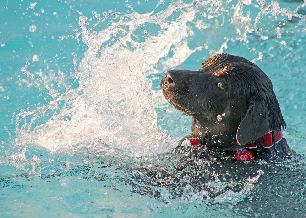 Labrador köpek havuzda yüzme - suyun içinde
