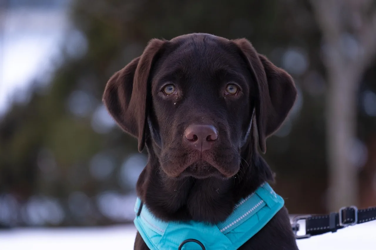 Labrador retriever köpek dış mekan portresi doğada