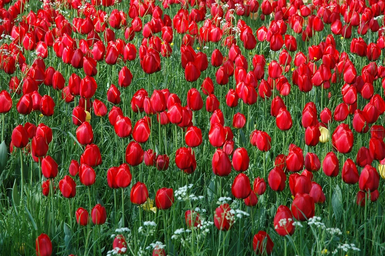 Lale bahçesi Mainau adasında renkli manzara