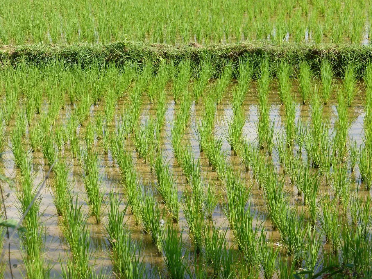 Laos kırsal pirinç tarlası manzarası - geniş yeşil alan