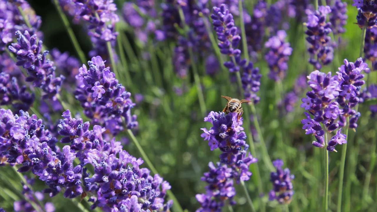 Lavanta çiçeği bahçesi - yazın aromatik görüntüsü
