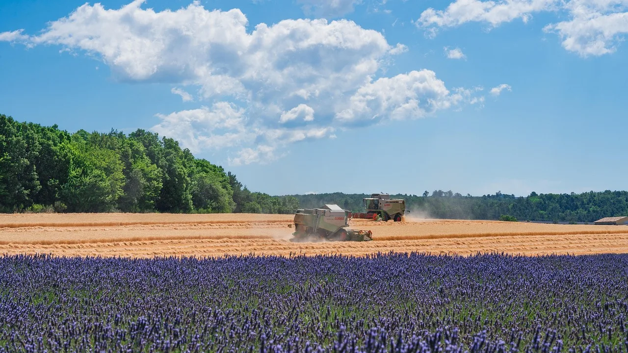 Lavanta tarlası yaz akşamı - Provence manzarası