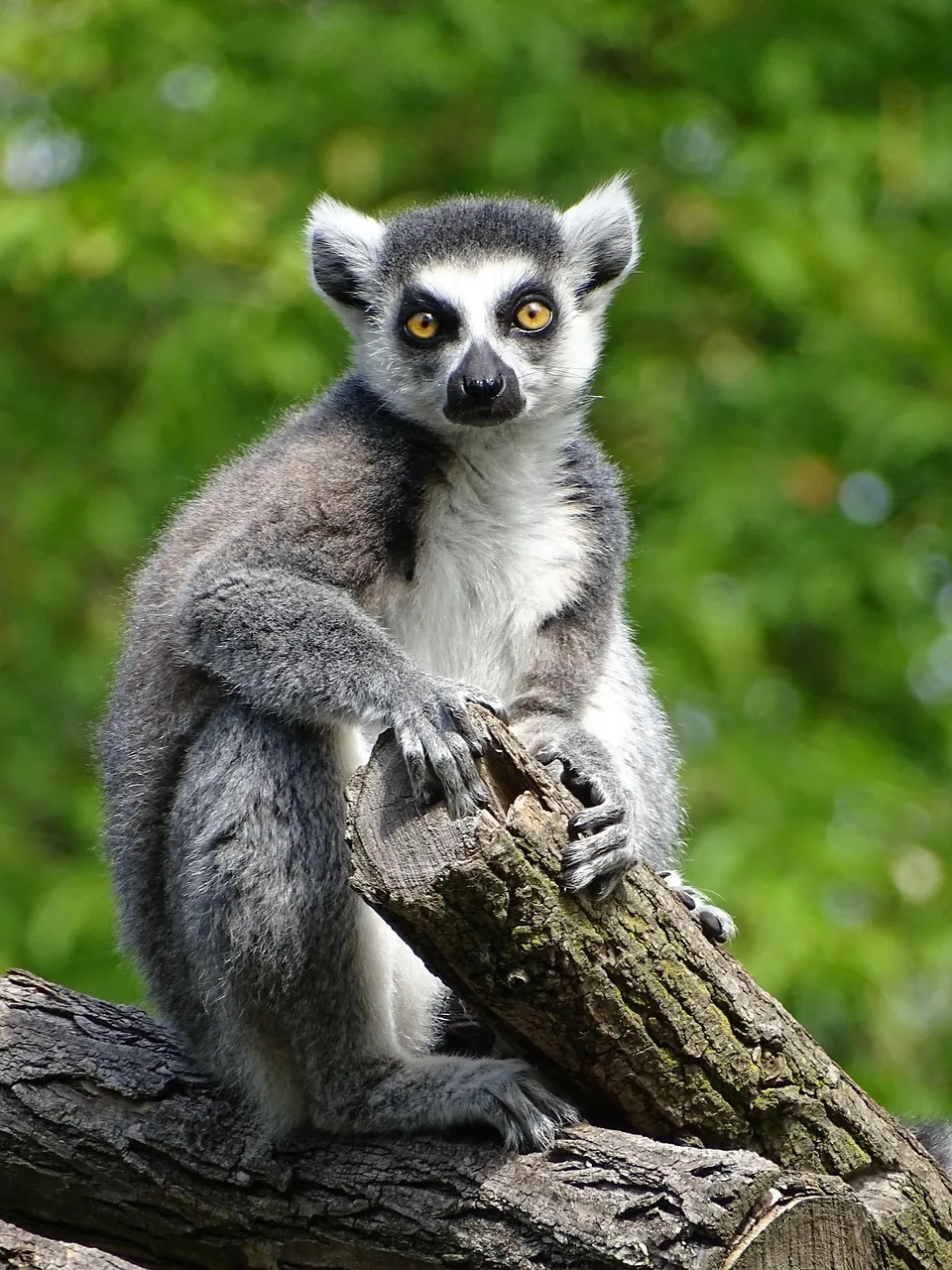 Lemur portresi sevimli primat fotoğrafı