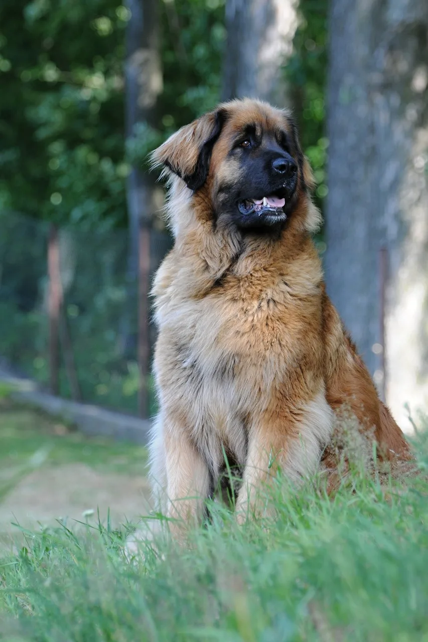 Leonberger dev köpek parkta doğal yürüyüş