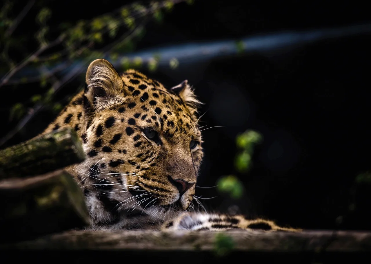 Leopar başı yakın plan - vahşi doğa fotoğrafı