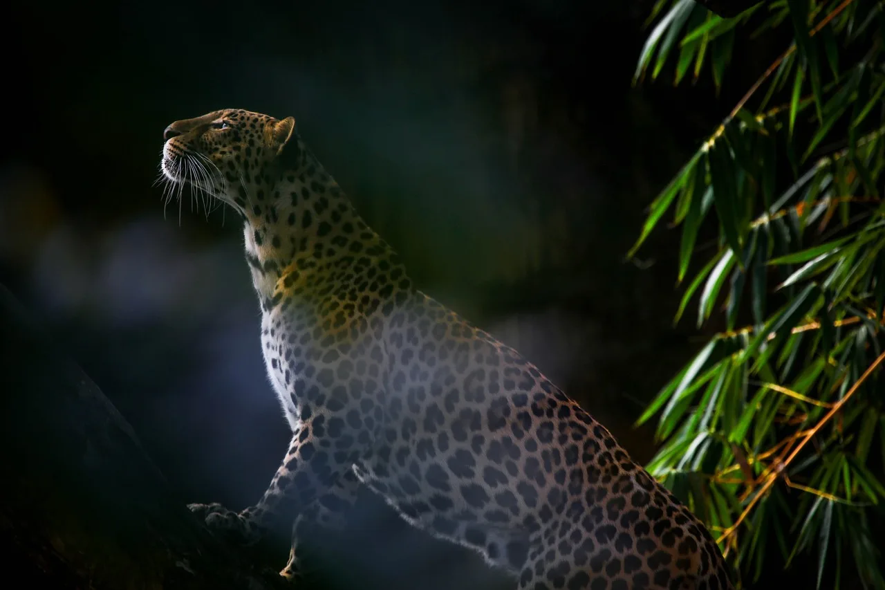 Leopar kedisi vahşi doğa portresi