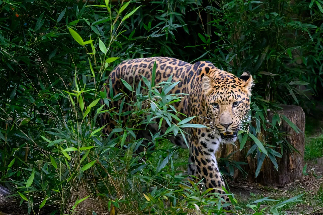 Leopar yakından detaylı vahşi kedi fotoğrafı Leopar yakından detaylı vahşi kedi fotoğrafı