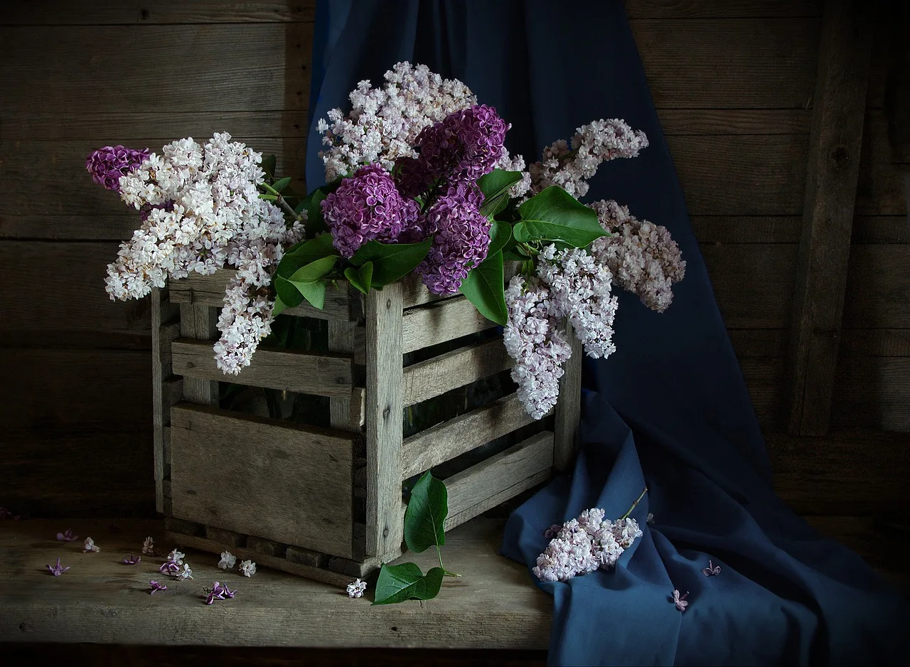 Lilac çiçekleri makro fotoğrafı - doğal süsleme