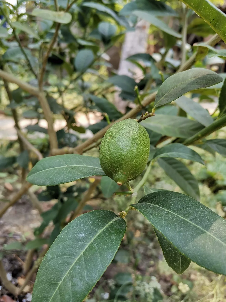 Limon ağacı gölgelik bahçede taze meyve
