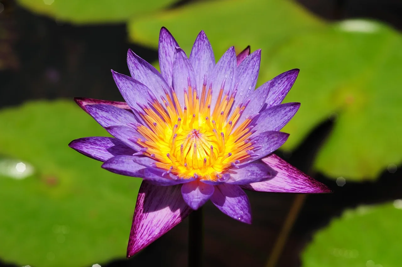 Lotus çiçeği su birikintısında - doğal manzara