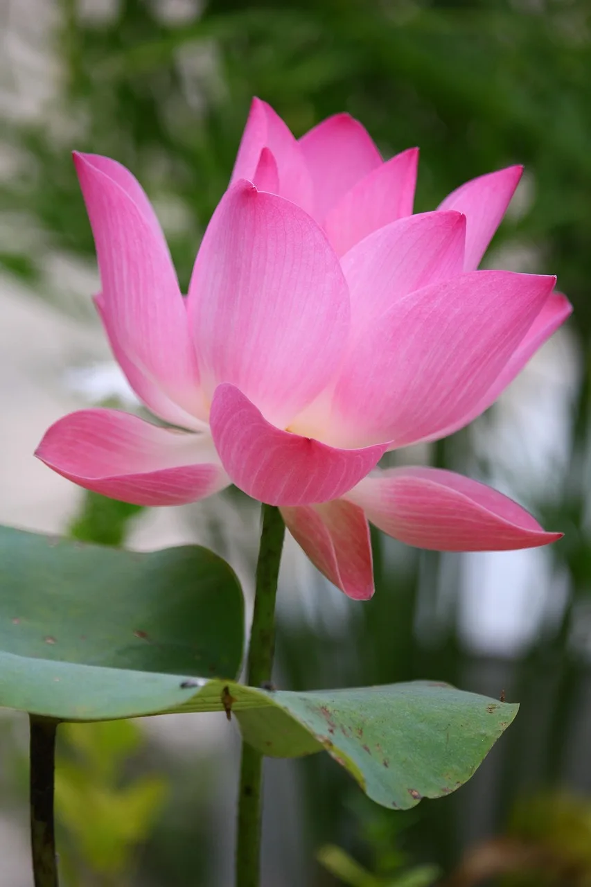 Lotus çiçeği su üzerindeki zarif fotoğraf