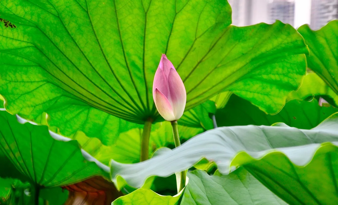 Lotus çiçeği su yüzeyinde sakin görünüm