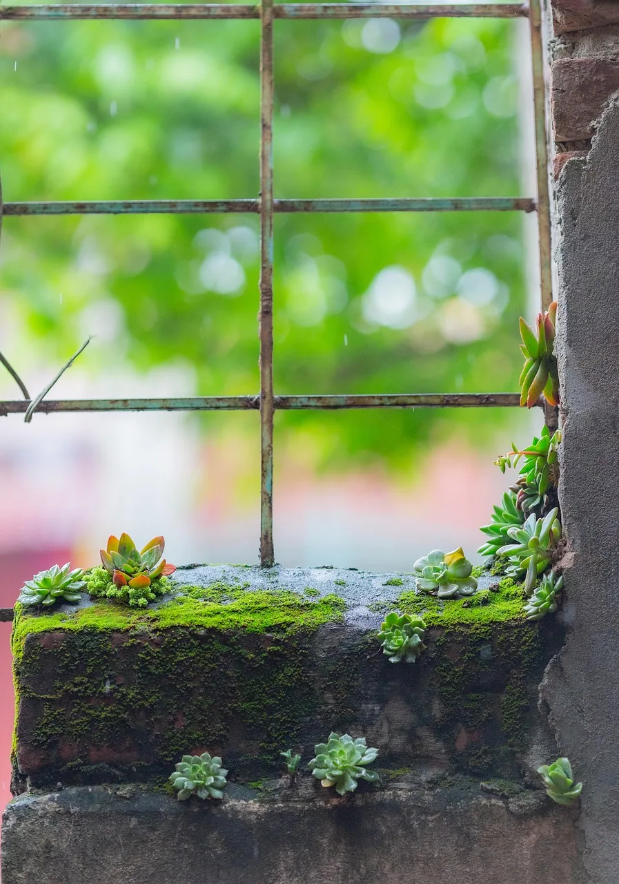 Lotus çiçeği taşlı gölet - zen fotoğrafı