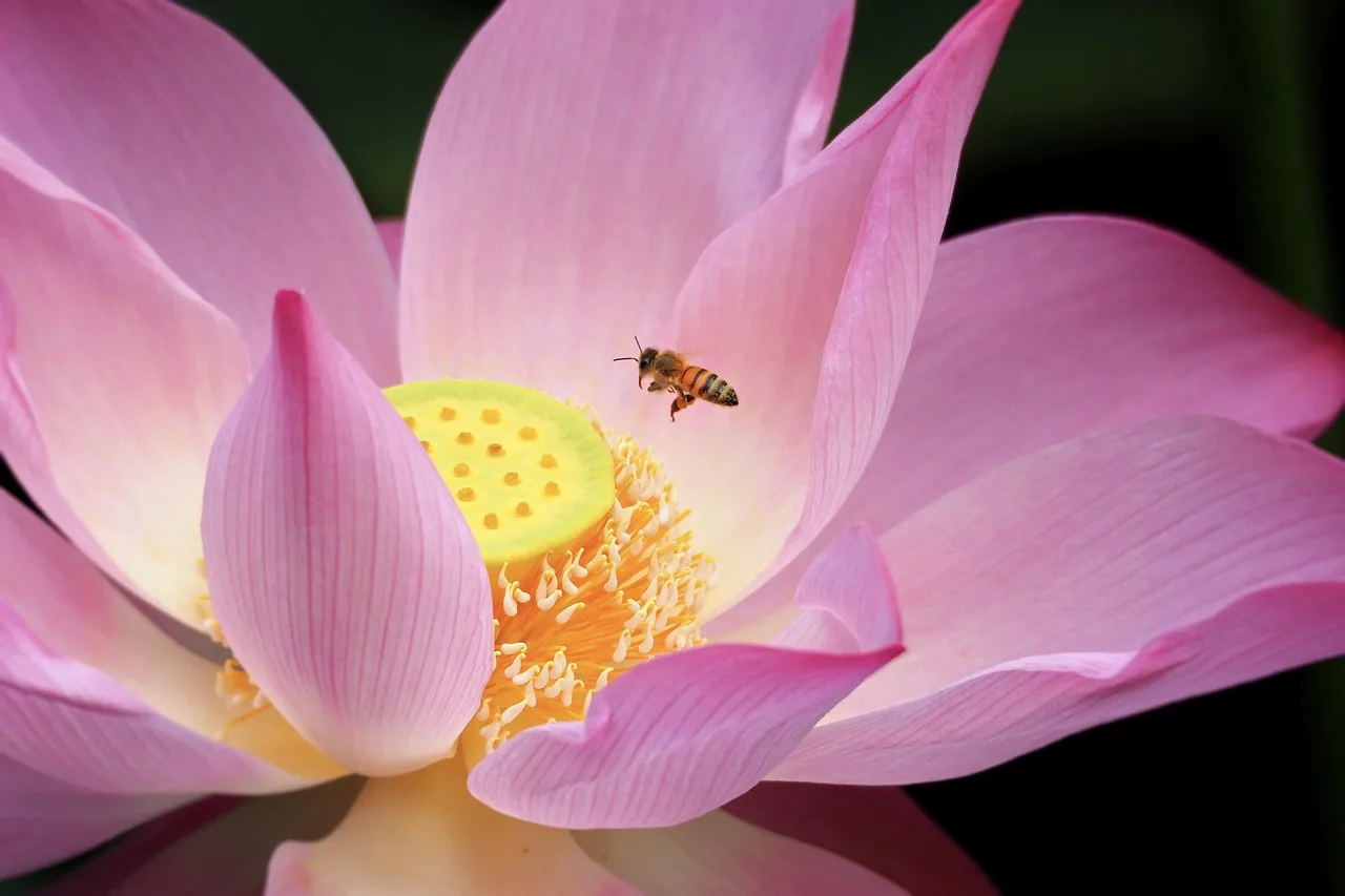 Lotus çiçeği ve arıların buluştuğu yaz sabahı Lotus çiçeği ve arıların buluştuğu yaz sabahı