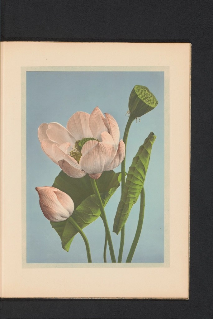 Lotus Çiçeği ve Botanik Detaylar: Vintage Stilde Zarif Bir Tablo