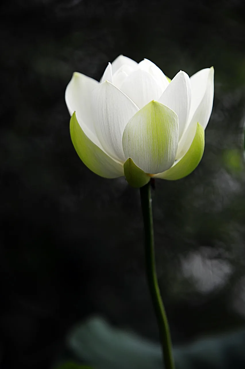 Lotus çiçeği ve uçurtma sahnesi - doğal güzellik Lotus çiçeği ve uçurtma sahnesi - doğal güzellik