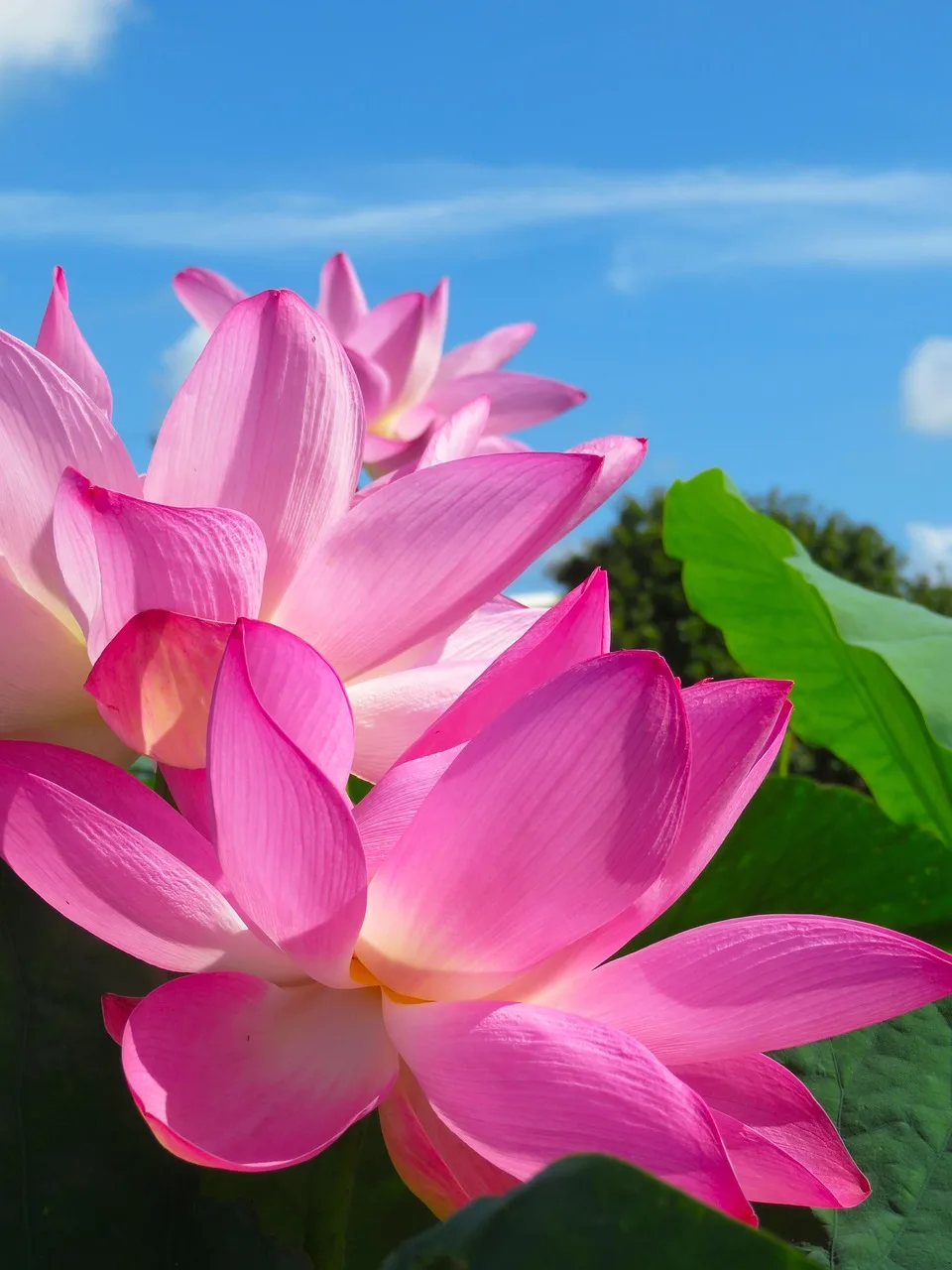 Lotus çiçeği yapraklarıyla yaz baharı