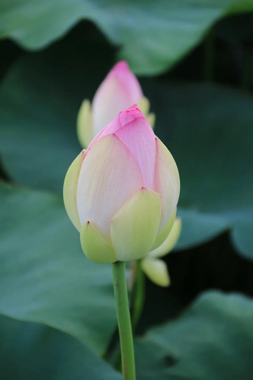 Lotus göleti su yüzeyinde yeşil yapraklar