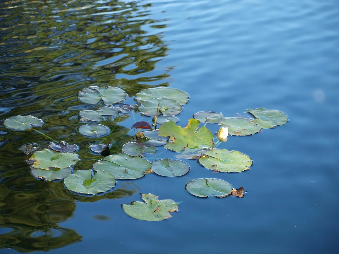 Lotus zen meditasyon fotoğrafı - sakin denge