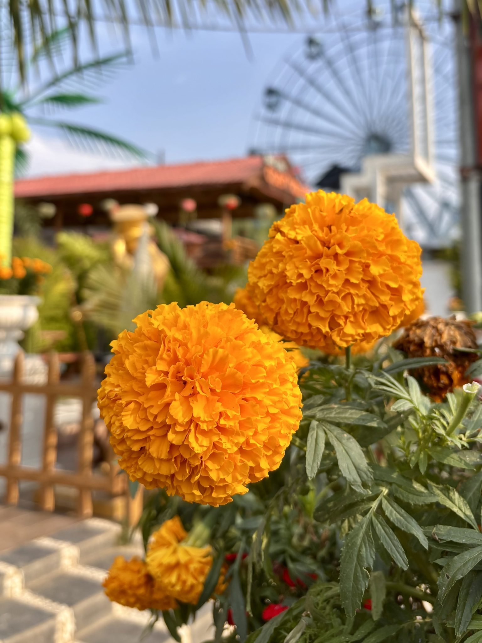 Lunapark Manzarasında Canlı Turuncu Karanfiller ve Yaz Atmosferi