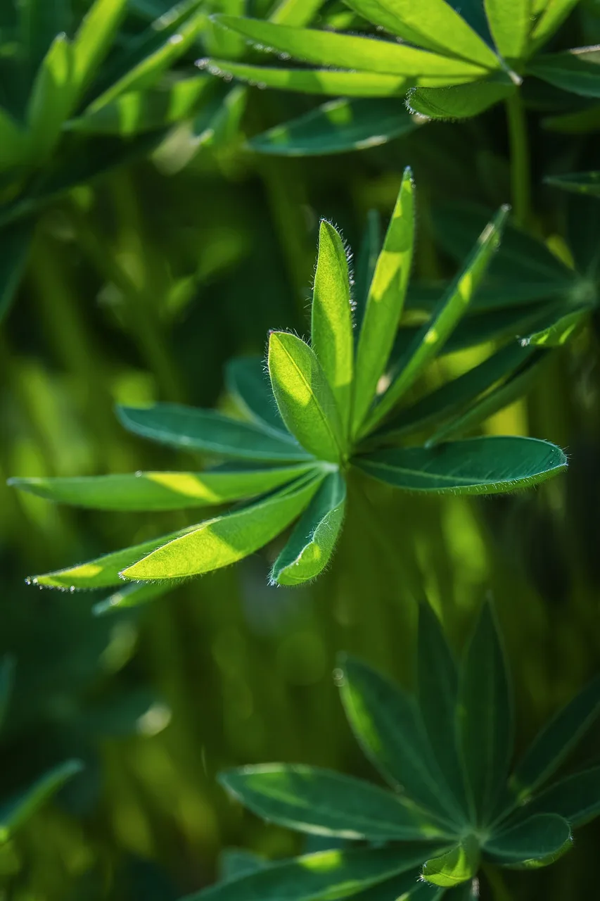 Lupin yaprağı makro fotoğrafı - yeşil bahçe detayları