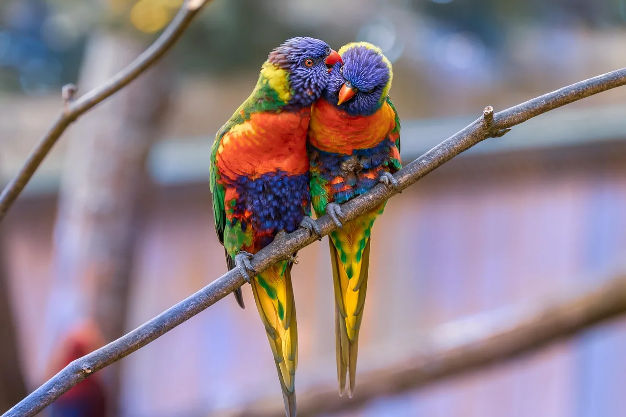 Macaw kuşu tropikal renkli tüyleri - egzotik çift