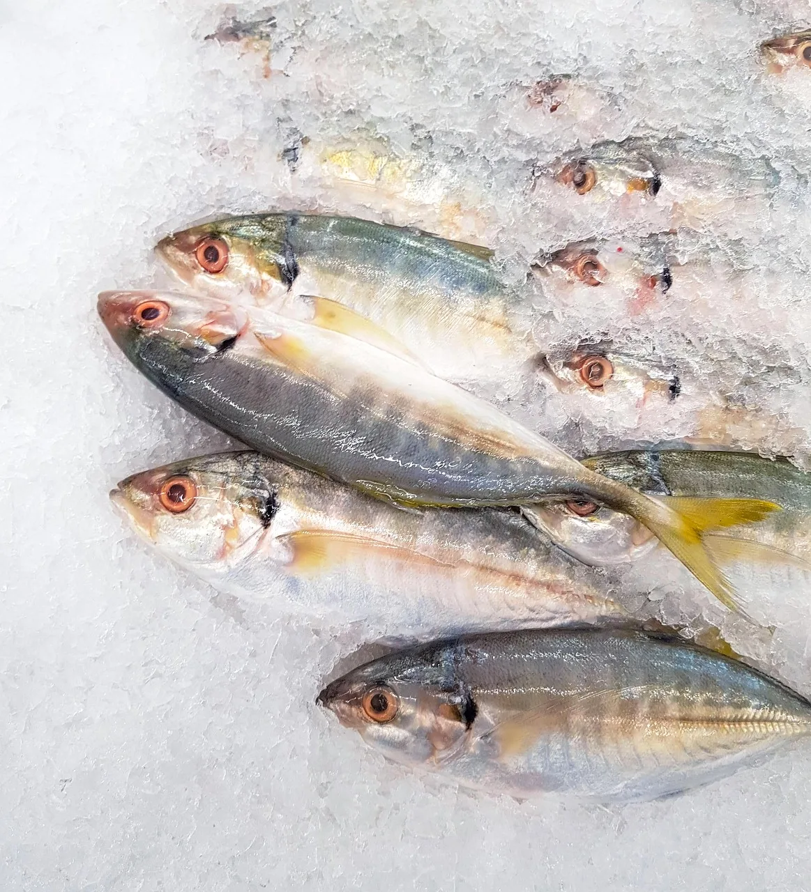 Mackerel balığı pazarda buzlu taze deniz ürünleri