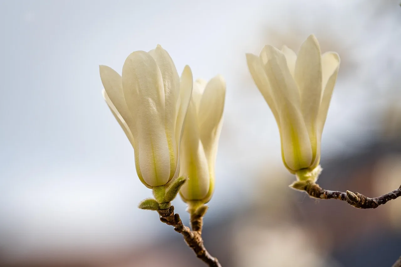 Magnolia çiçeği bahar manzarası - beyaz çiçekler