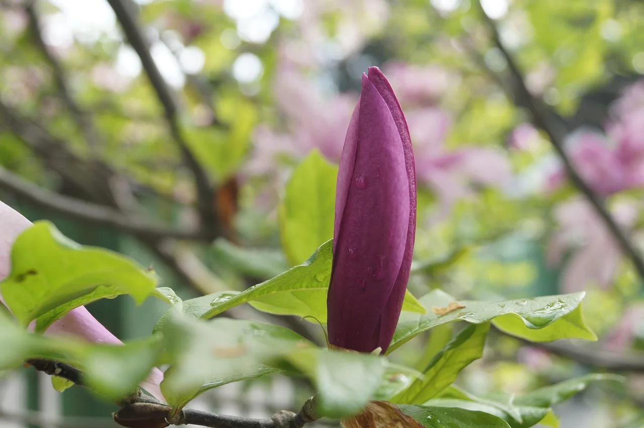 Magnolia çiçeği bahçesi - pembe doğa