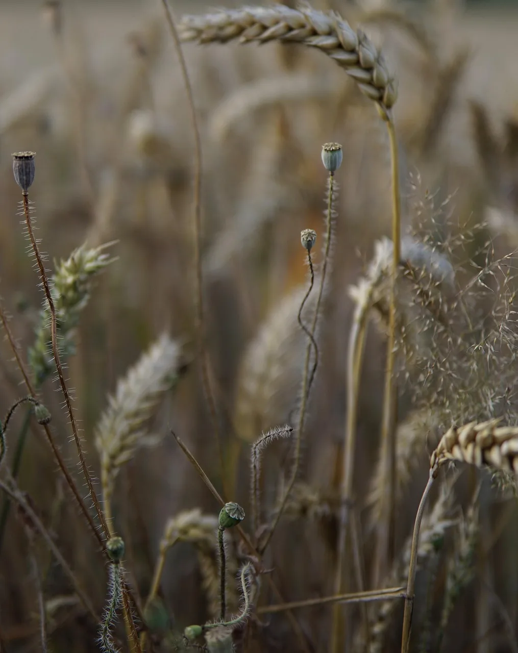 Makro buğday başağı altın sarısı tahıl detayı