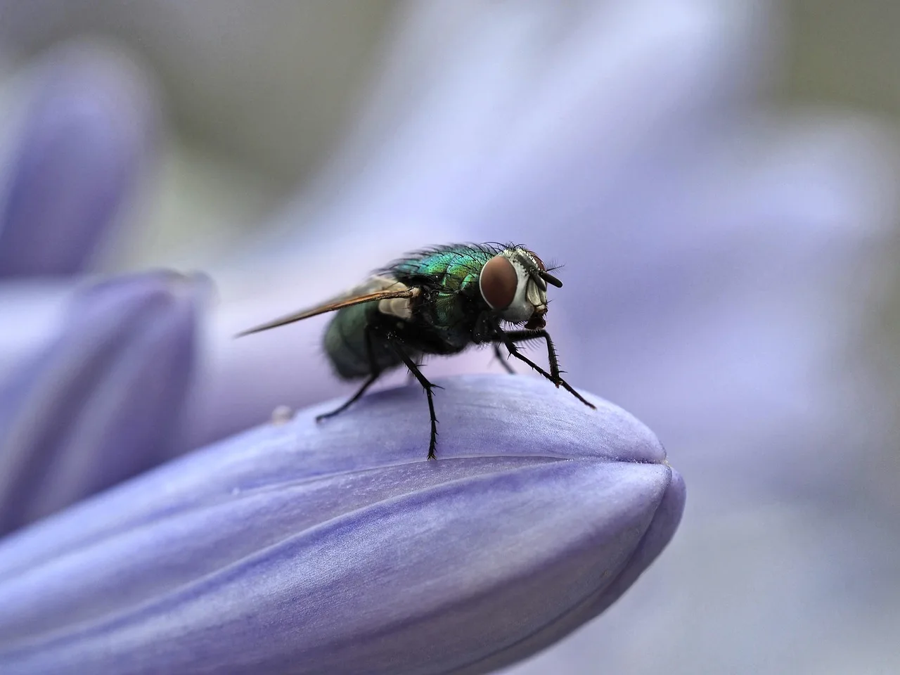 Makro çiçek fotoğrafı - renkli petal detayları