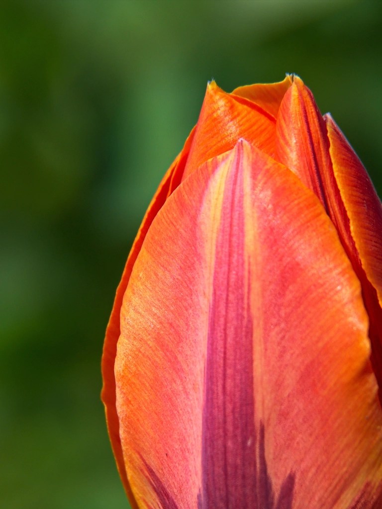Makro Fotoğrafta Turuncu Lale Tomurcuğunun Gizemli Dokusu ve Renkleri