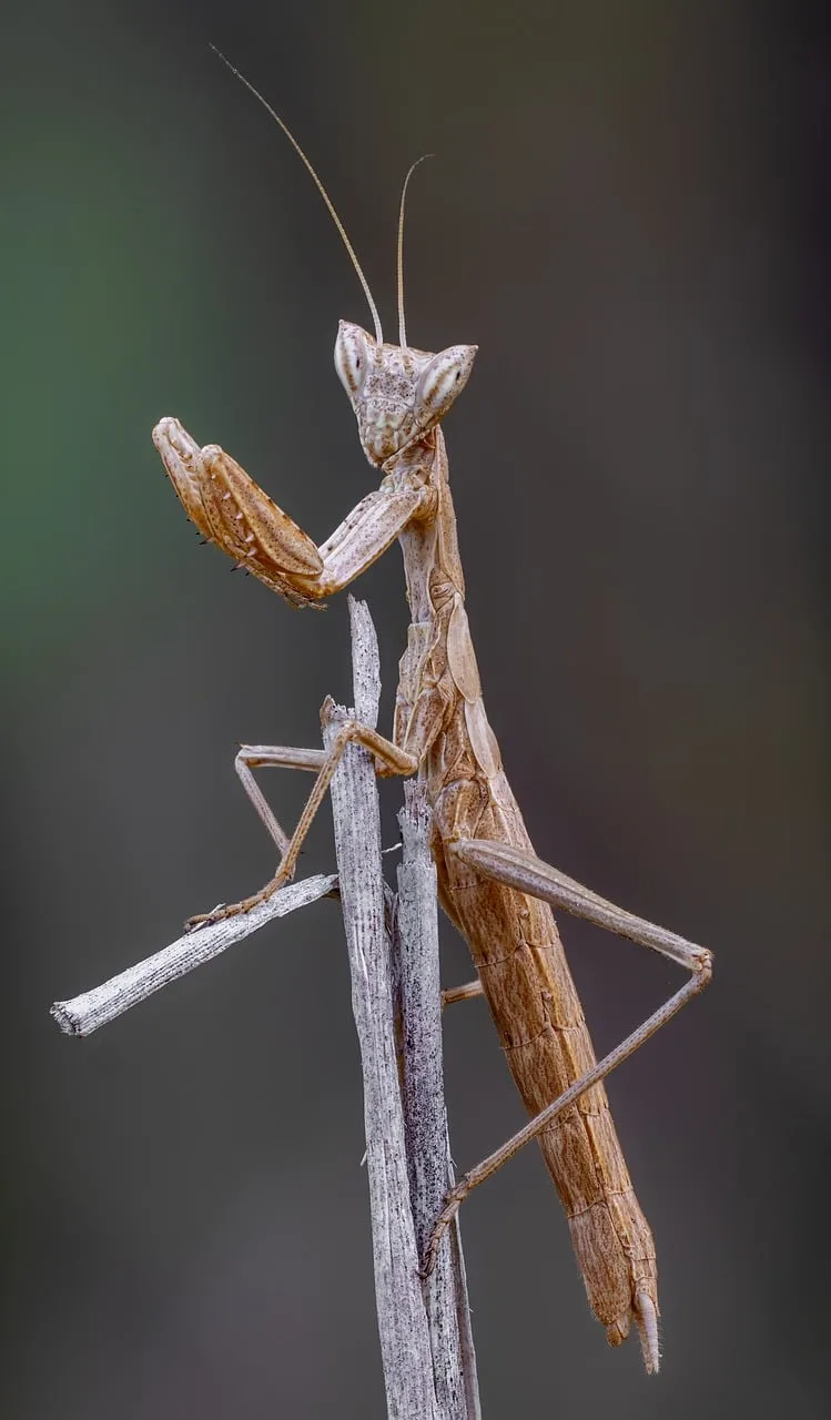 Makro mantis fotoğrafı - doğada avcı böcek