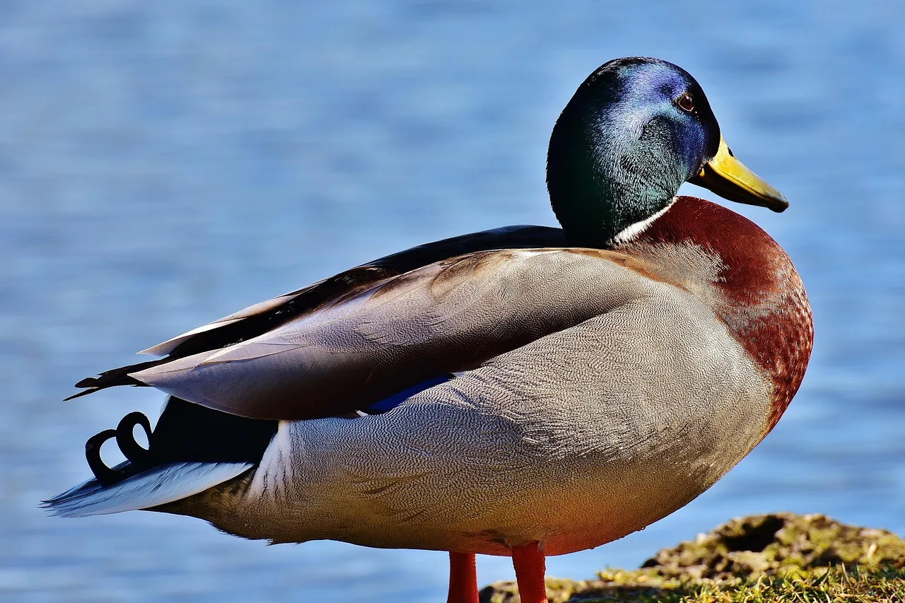 Mallard ördek su kuşu mavi tüylerle