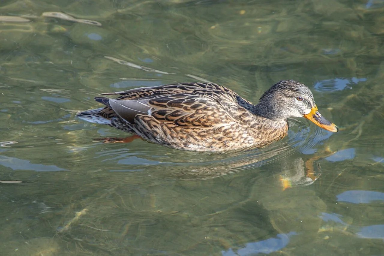 Mallard ördek suyun üzerinde yüzerken - doğal sukuşu