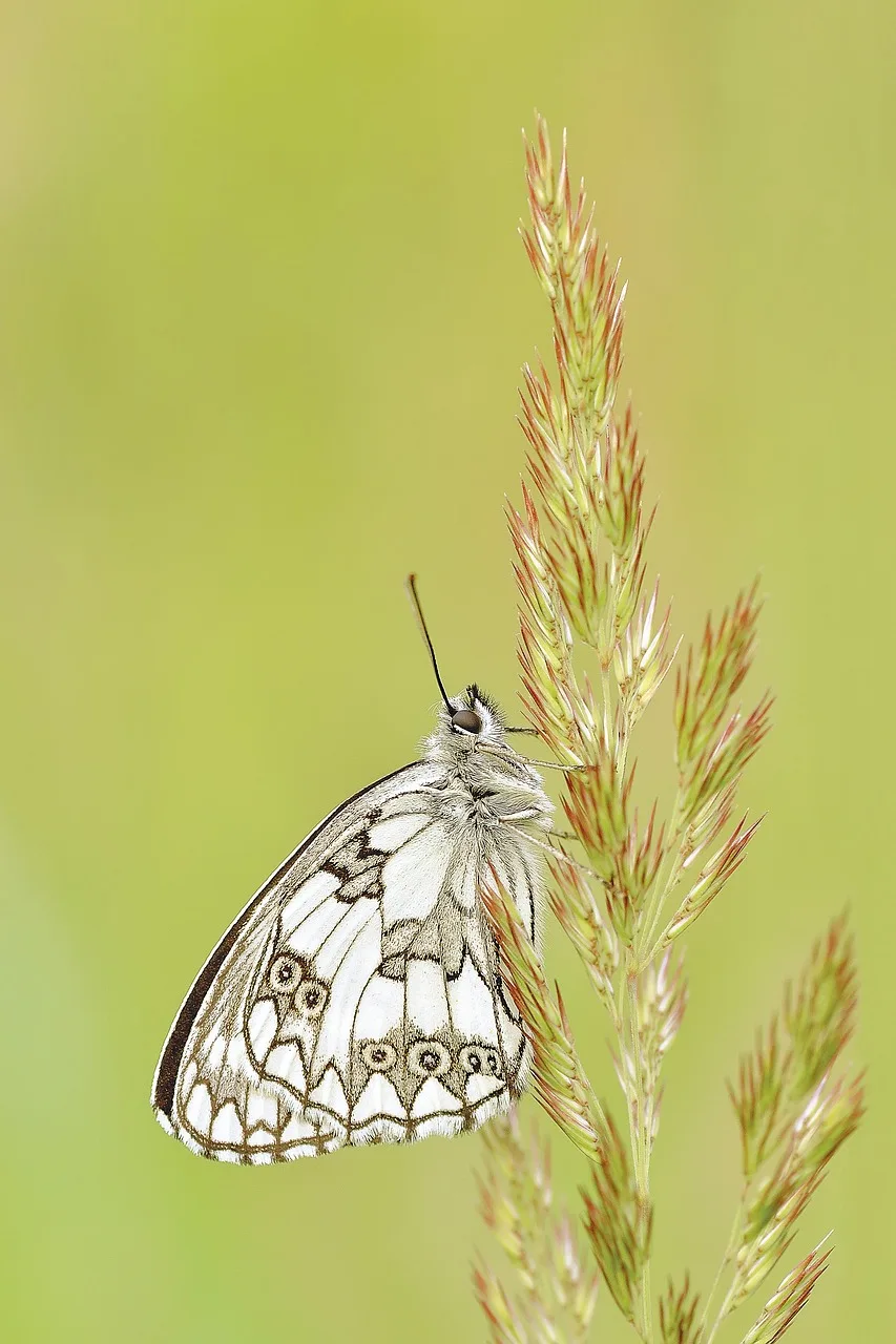 Marbled White kelebek çiçekli çayırda yakın çekim