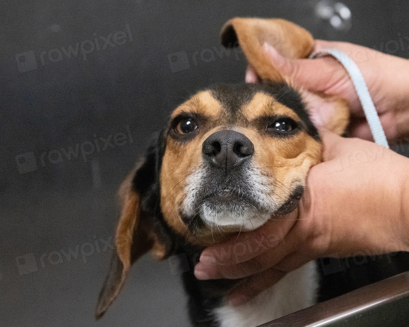 Masum Beagle Köpeği Yıkama Sırasında Birinin Elleriyle Tutulurken Yakın Çekim