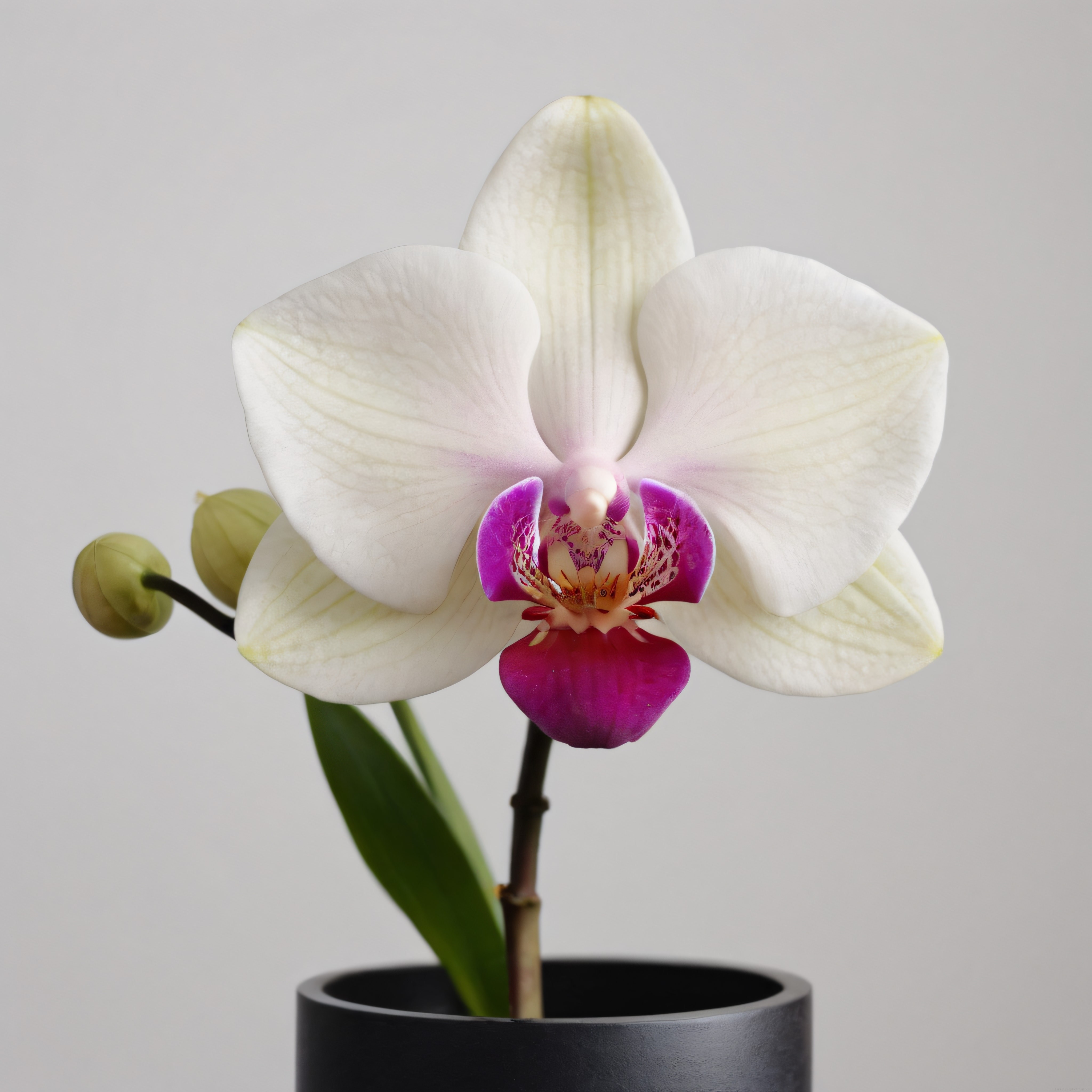 Mat Siyah Saksıda Beyaz Yapraklı Mor Merkezli Phalaenopsis Orkide
